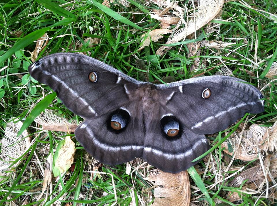 Anthereas polyphemus (Melanistic) (Internet Image property of respective owner, non-commercial use only)